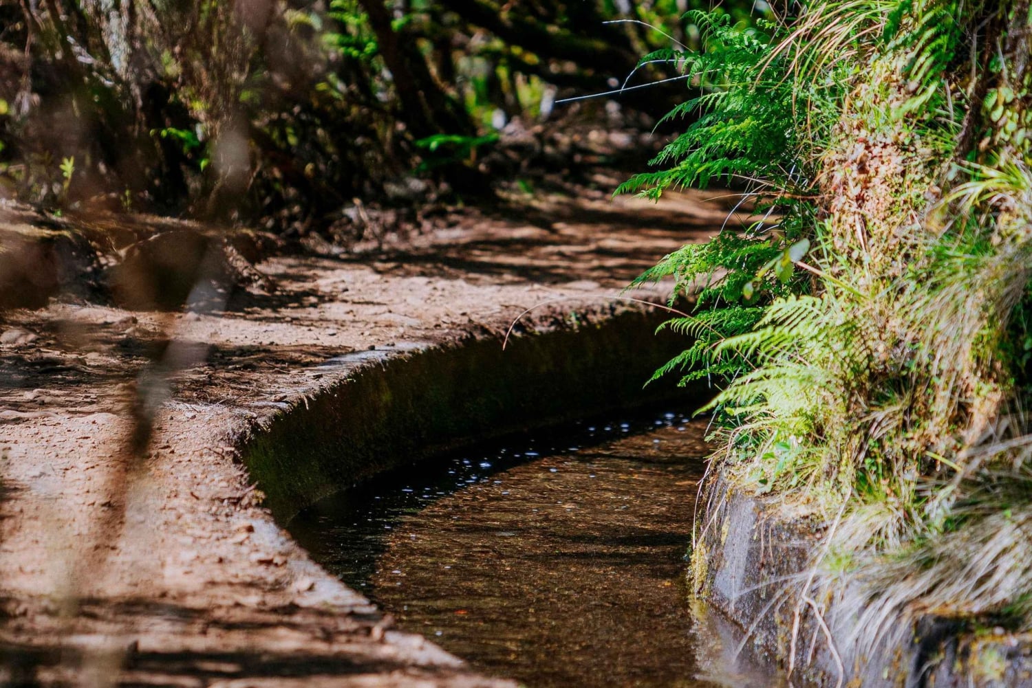 Rabaçal Nature Experience: Alecrim & Lagoa do Vento Hike