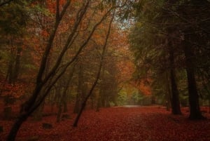 Rabaçal Nature Experience: Alecrim & Lagoa do Vento Hike