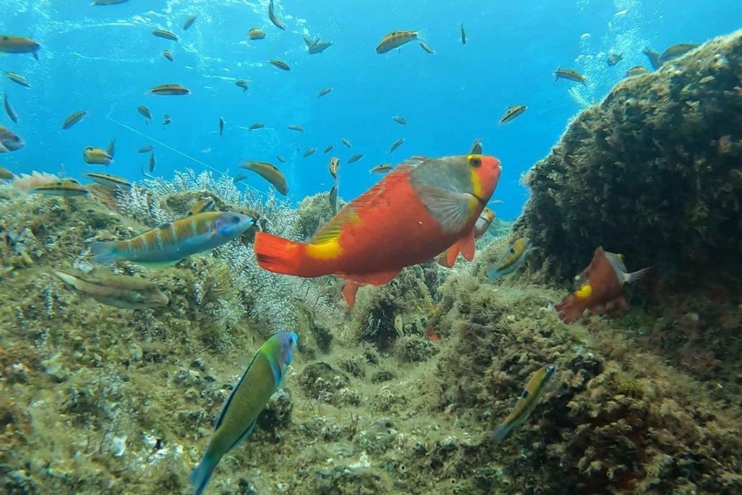 Riff-Fischbeobachtung