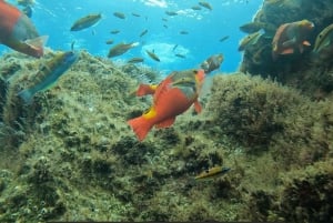 Reef Fish Watching