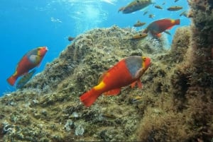 Reef Fish Watching