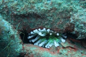 Reef Fish Watching