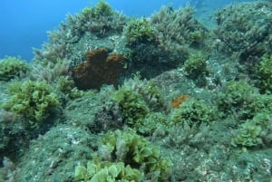 Reef Fish Watching