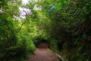 Ribeiro Frio / Portela - Levada Walk