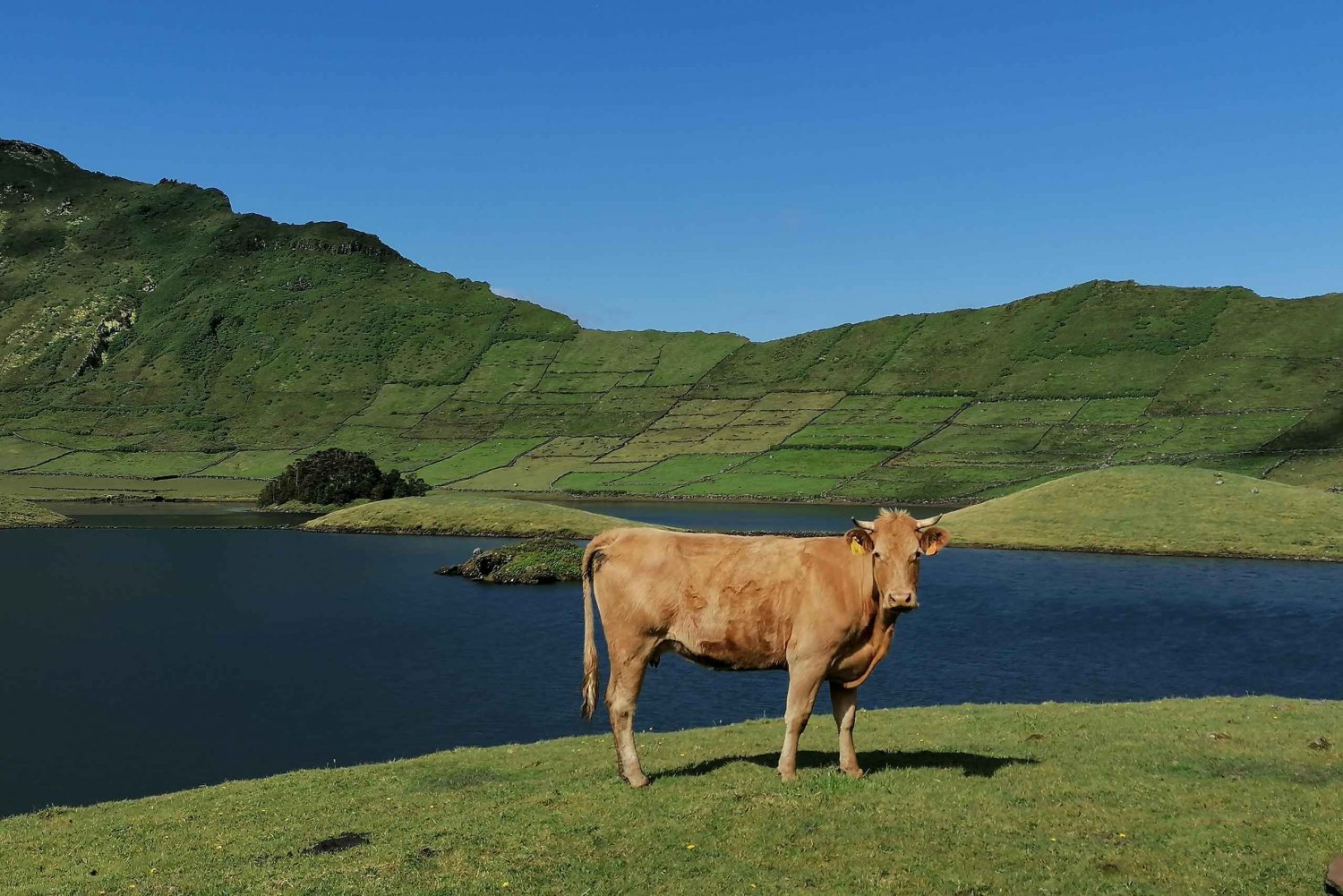 Sao Jorge Cheese Tour - Half day