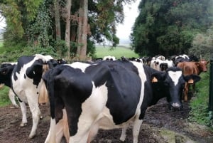 Sao Jorge Cheese Tour - Half day