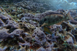 Tour dell'isolotto di São Roque e snorkeling
