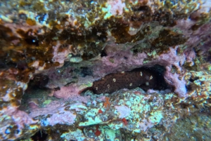 Tour dell'isolotto di São Roque e snorkeling