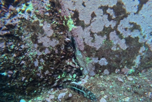 Tour dell'isolotto di São Roque e snorkeling