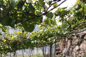 Besøk på São Vicente vingård med tradisjonell lunsj