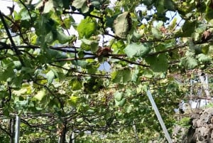 Besøk på São Vicente vingård med tradisjonell lunsj