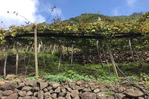 Besøk på São Vicente vingård med tradisjonell lunsj