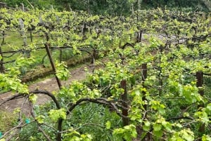 Besøk på São Vicente vingård med tradisjonell lunsj