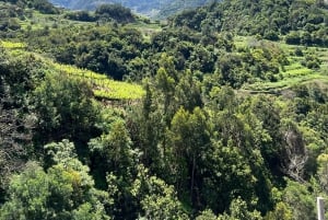Besøk på São Vicente vingård med tradisjonell lunsj