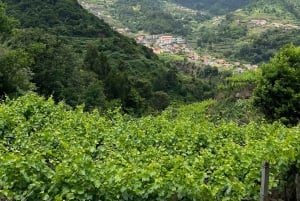 Besøk på São Vicente vingård med tradisjonell lunsj
