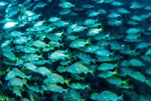 Scuba dive Madeira, the safe port of the Atlantic