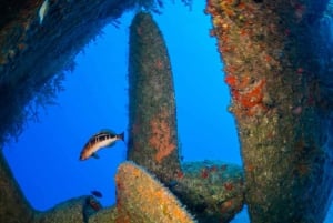 Scuba dive Madeira, the safe port of the Atlantic