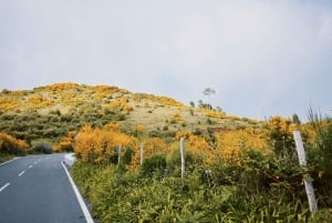 'Self-Guided' E-Bike Road Tour - Camacha to Monte with Lunch