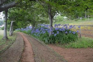 Serra d’Água: A Scenic Levada Walk