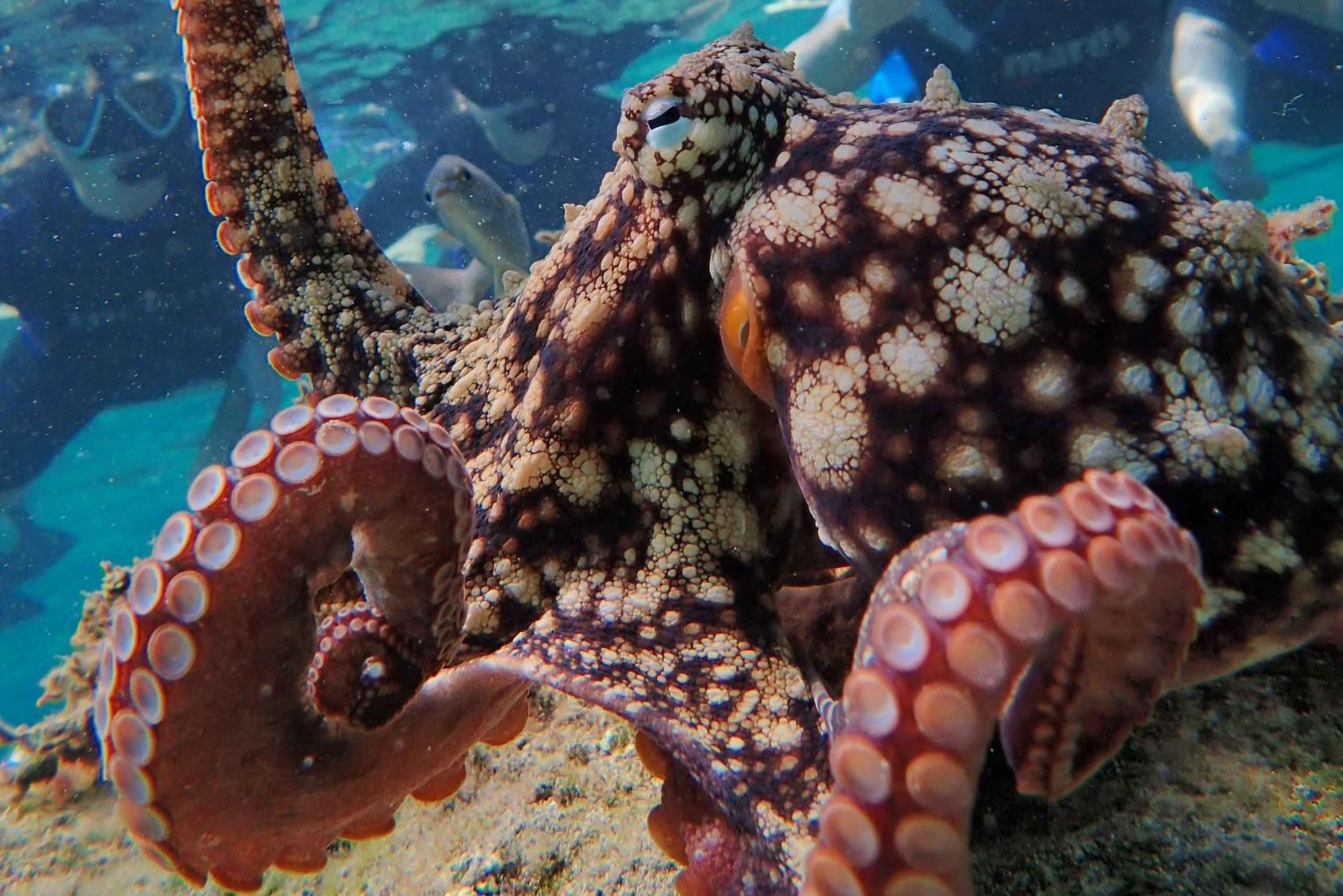 Porto Santo: Guided Snorkeling Tour in Protected Waters