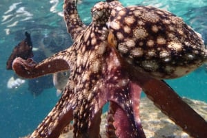 Porto Santo: Guided Snorkeling Tour in Protected Waters