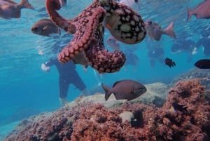 Porto Santo: Guided Snorkeling Tour in Protected Waters