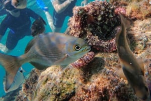 Porto Santo: Guided Snorkeling Tour in Protected Waters