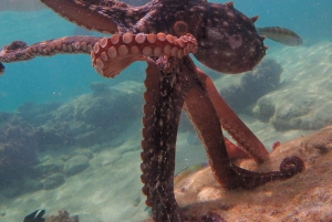 Porto Santo: Guided Snorkeling Tour in Protected Waters