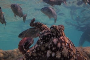 Porto Santo: Guided Snorkeling Tour in Protected Waters