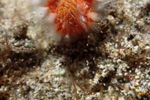 Porto Santo: Guided Snorkeling Tour in Protected Waters