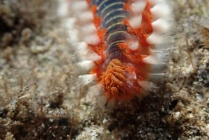 Porto Santo: Guided Snorkeling Tour in Protected Waters