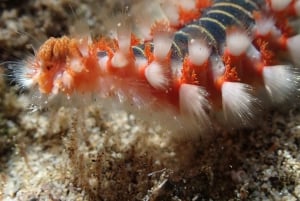 Porto Santo: Guided Snorkeling Tour in Protected Waters