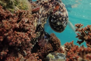 Porto Santo: Guided Snorkeling Tour in Protected Waters