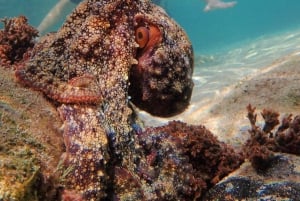 Porto Santo: Guided Snorkeling Tour in Protected Waters