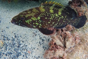 Porto Santo: Guided Snorkeling Tour in Protected Waters