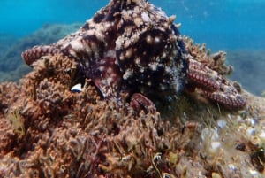 Porto Santo: Guided Snorkeling Tour in Protected Waters