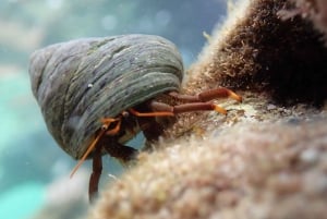 Porto Santo: Guided Snorkeling Tour in Protected Waters