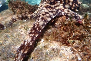 Porto Santo: Guided Snorkeling Tour in Protected Waters