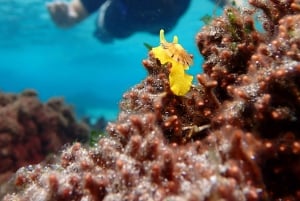 Porto Santo: Guided Snorkeling Tour in Protected Waters