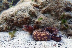 Porto Santo: Guided Snorkeling Tour in Protected Waters