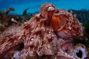 Porto Santo: Guided Snorkeling Tour in Protected Waters