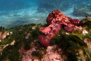 Porto Santo: Guided Snorkeling Tour in Protected Waters