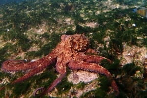 Porto Santo: Guided Snorkeling Tour in Protected Waters