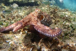 Porto Santo: Guided Snorkeling Tour in Protected Waters