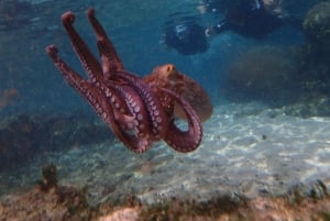 Porto Santo: Guided Snorkeling Tour in Protected Waters