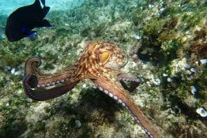 Porto Santo: Guided Snorkeling Tour in Protected Waters