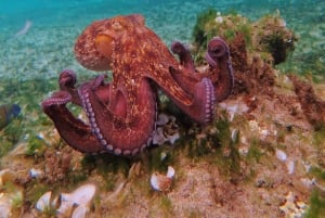 Porto Santo: Guided Snorkeling Tour in Protected Waters