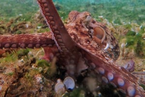 Porto Santo: Guided Snorkeling Tour in Protected Waters