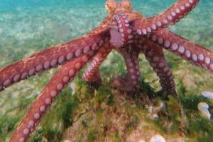 Porto Santo: Guided Snorkeling Tour in Protected Waters