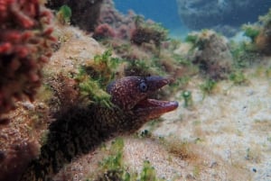 Porto Santo: Guided Snorkeling Tour in Protected Waters